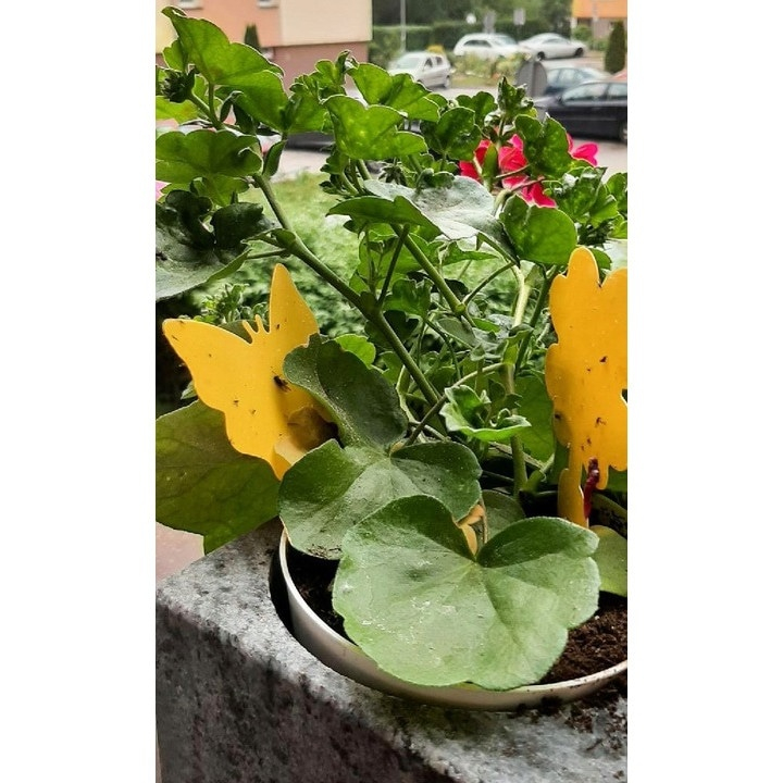Set capcana lipicioasa pentru insecte, fluturasi galbeni, 12 bucati, adeziv fata-verso, protectie pentru plante de interior si exterior [8]