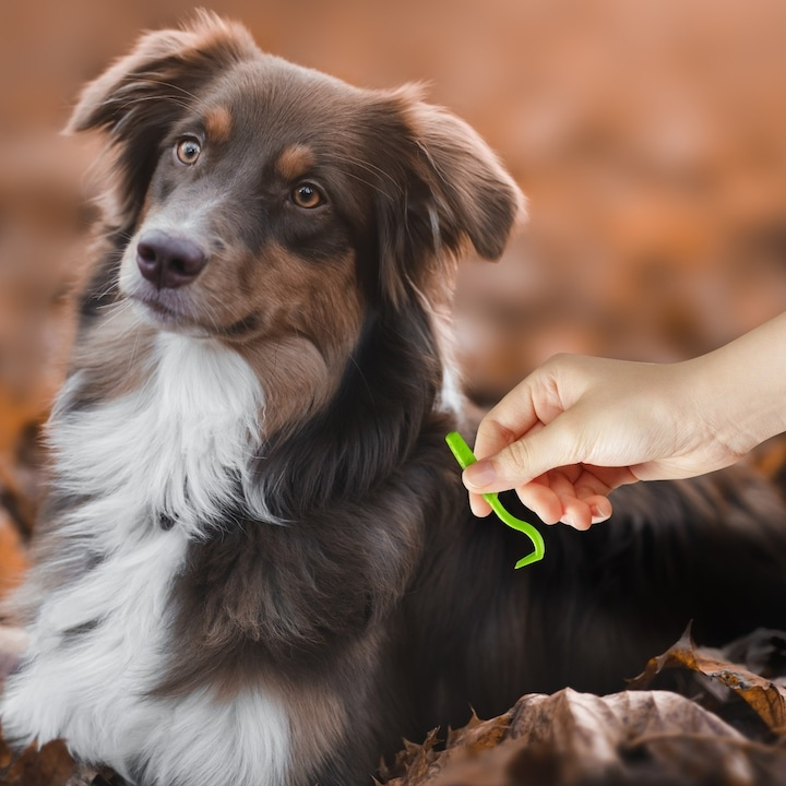 Set indepartare capuse 8 piese, carlige, pensete, lupa, pieptene, etui, pentru oameni si animale [11]