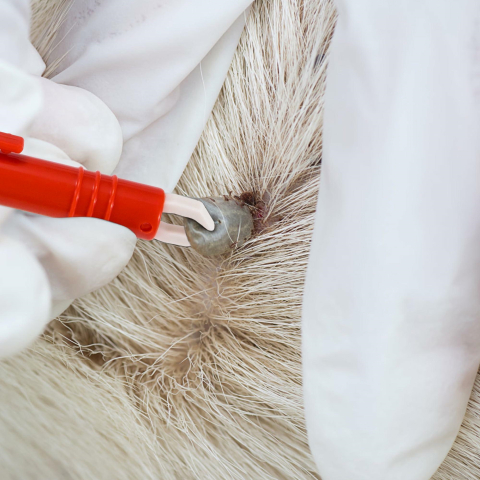 Penseta pentru extragerea capuselor, 9 x 1 cm, plastic, usor de utilizat, ideala pentru caini si pisici, rosu [9]