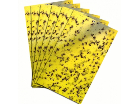 Set 20 capcane pentru insecte, muste, tantari, protectie plante, autoadezive, fata-verso, 10 x 15 cm, galben [13]