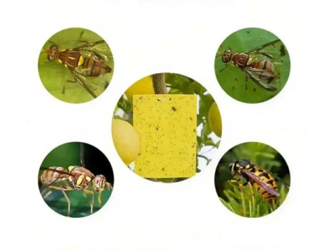 Set 20 capcane pentru insecte, muste, tantari, protectie plante, autoadezive, fata-verso, 10 x 15 cm, galben [11]