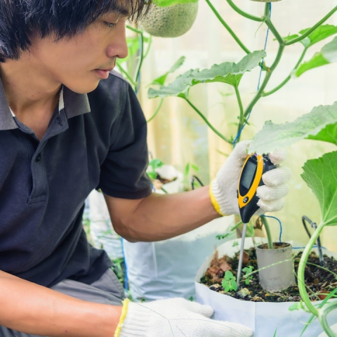 Acid meter tester de pH pentru sol horticole, masurare temperatura, umiditate si lumina, afisaj iluminat, sonda 20 cm, galben [8]