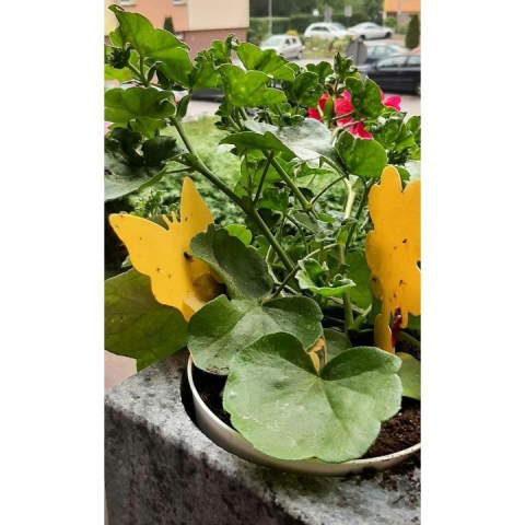 Set capcana lipicioasa pentru insecte, fluturasi galbeni, 12 bucati, adeziv fata-verso, protectie pentru plante de interior si exterior [7]