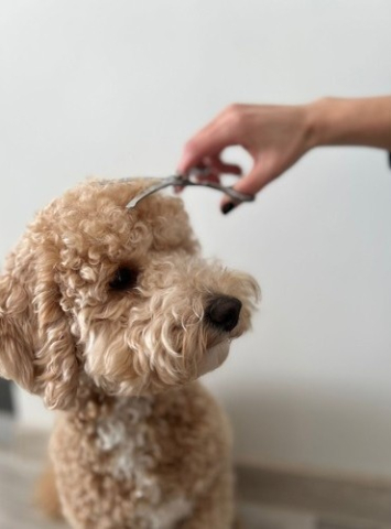 Set foarfece tuns caini profesional 3 piese, inox, varf rotunjit siguranta, pieptene si accesorii, pentru grooming complet [7]