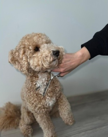 Set foarfece tuns caini profesional 3 piese, inox, varf rotunjit siguranta, pieptene si accesorii, pentru grooming complet [6]