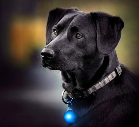 Tag luminos LED pentru zgarda, rucsac sau bicicleta, vizibilitate crescuta pe timp de noapte si ceata, siguranta sporita, Albastru [2]