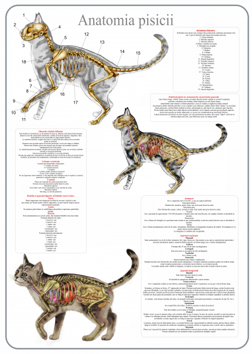 Afis Anatomia pisicii [1]