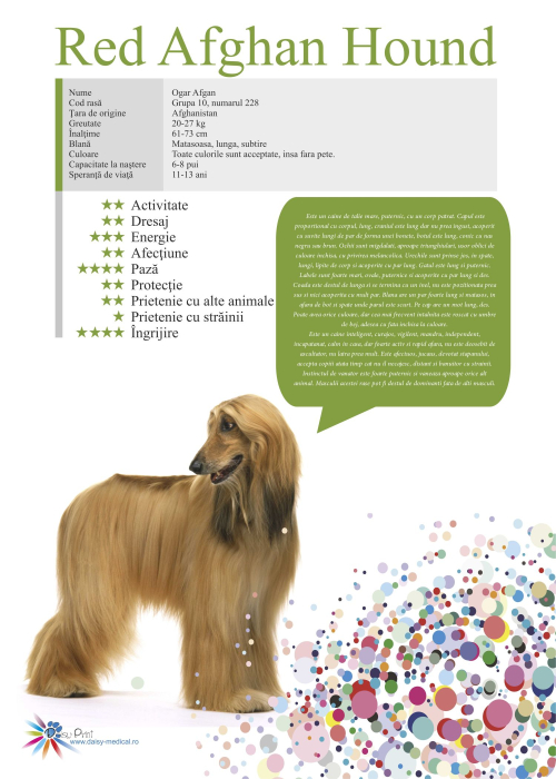 SET 13 POSTERE rase caini 32 x 45 cm [9]