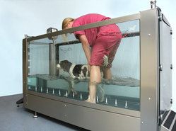 Pet rehabilitation treadmill for dogs H-2000 [1]