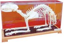 Materiale didactice - Schelet pisica, material didactic