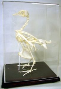 Materiale didactice - Schelet porumbel, material didactic