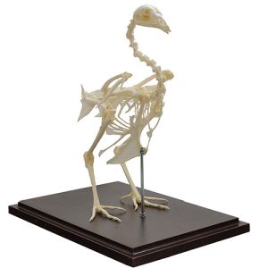 Materiale didactice - Schelet pui, material didactic