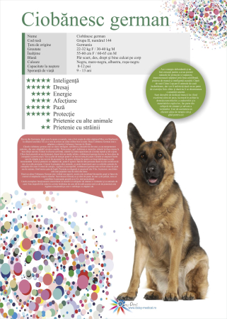 SET 13 POSTERE rase caini 32 x 45 cm [4]