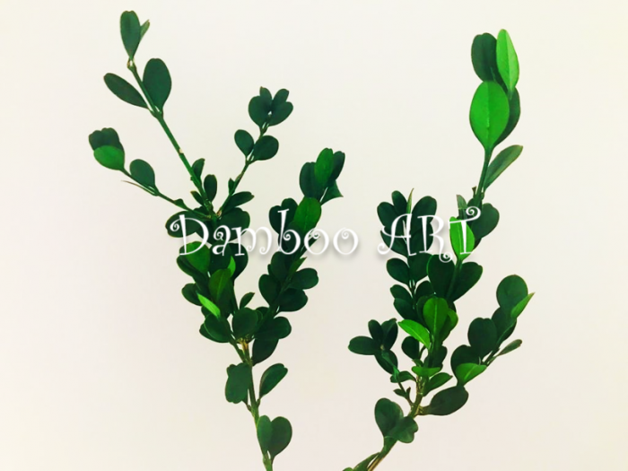 Buxus natural stabilizat - 100 gr [2]