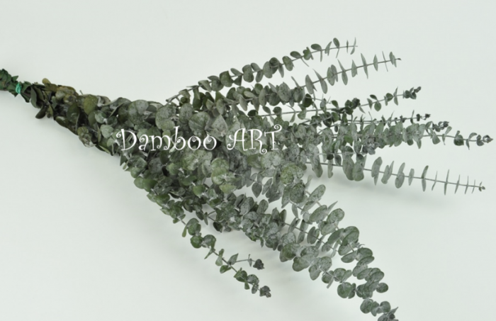 EUCALIPT BABY BLUE PREMIUM NATURAL STABLIZAT [2]