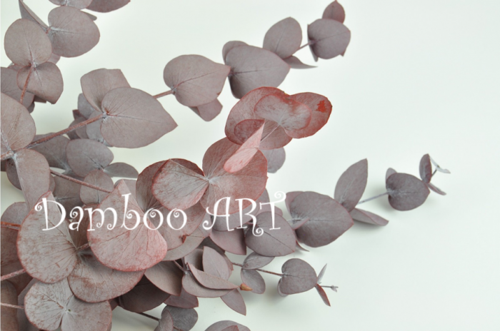 Eucalipt Cinerea Rosu ruginiu [2]