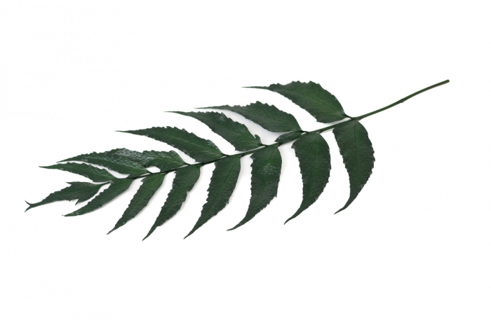 Feriga naturala stabilizata holly [2]