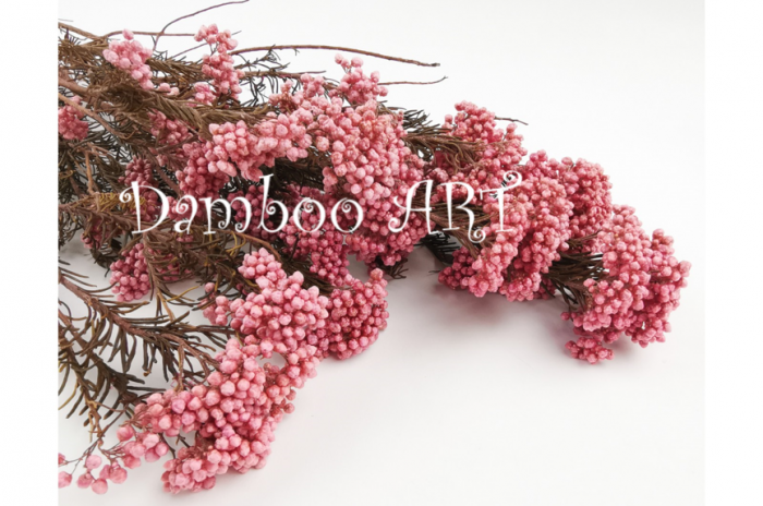 FLOARE DE OREZ CRIOGENATA, ROZ FUCSIA (RICE FLOWER) - 100 gr [1]