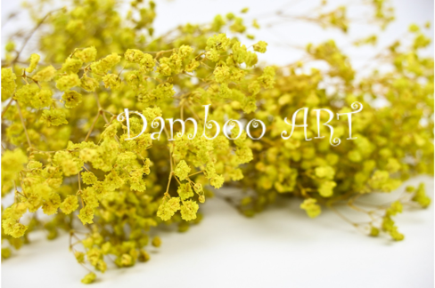 Gypsophilla Criogenata Galbena [1]
