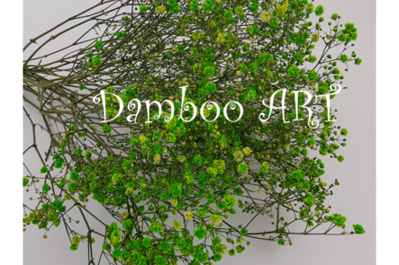 Gypsophilla Criogenata Verde [1]