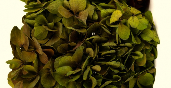 HORTENSIE NATURALA CRIOGENATA -  VERDE OLIVE [1]