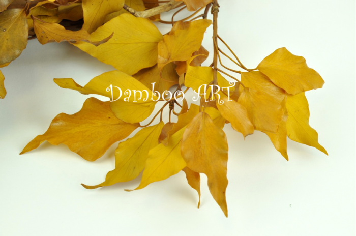 Iedera naturala stabilizata galbena [2]