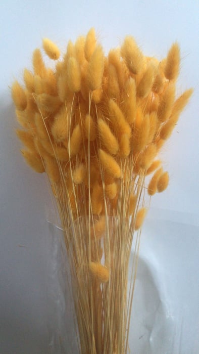 LAGURUS DIVERSE CULORI - 100 gr [12]