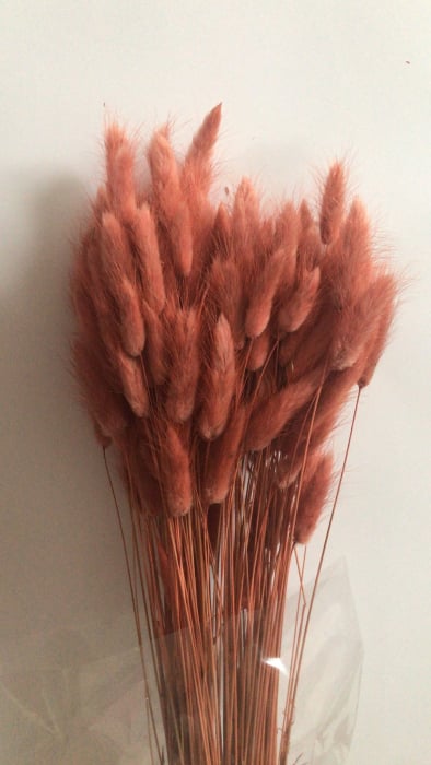 LAGURUS DIVERSE CULORI - 100 gr [8]