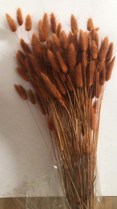 LAGURUS DIVERSE CULORI - 100 gr [9]