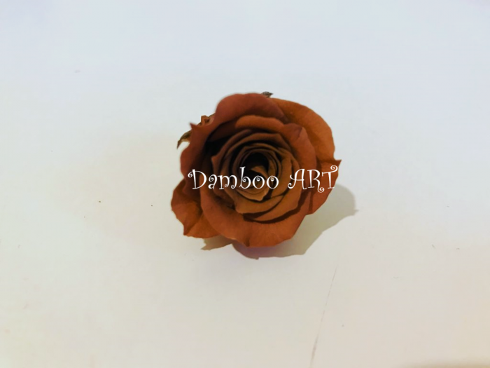TRANDAFIR CRIOGENAT MINIROZA, BROWN [1]