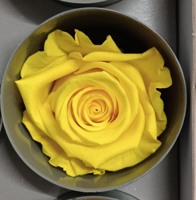 TRANDAFIR CRIOGENAT MARE BRIGHT YELLOW [4]