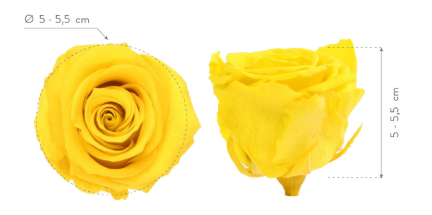 TRANDAFIR CRIOGENAT MARE BRIGHT YELLOW [3]