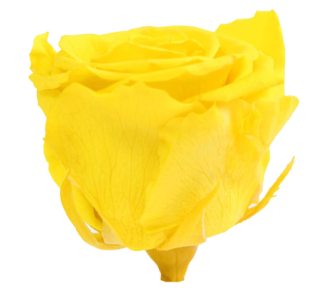 TRANDAFIR CRIOGENAT MARE BRIGHT YELLOW [2]