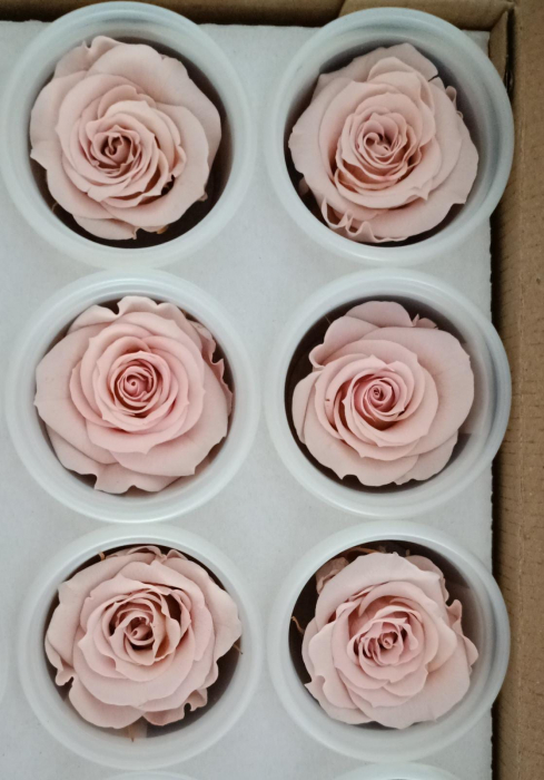 TRANDAFIR CRIOGENAT MEDIU PASTEL PINK [1]
