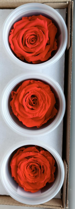 TRANDAFIR CRIOGENAT MEDIU RED ROSE [1]