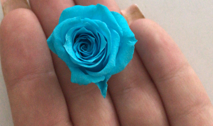 TRANDAFIR CRIOGENAT MINIROZA, BLEU [1]