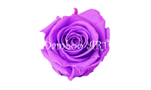 TRANDAFIR CRIOGENAT MINIROZA BRIGHT LILIAC [1]