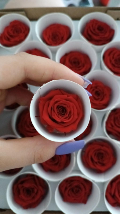 TRANDAFIR CRIOGENAT MINIROZA RED ROSE [1]