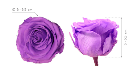 TRANDAFIR CRIOGENAT ROSA STANDARD - 5-5.5 CM - BRIGHT LILIAC [2]