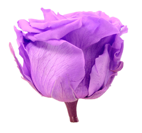 TRANDAFIR CRIOGENAT ROSA STANDARD - 5-5.5 CM - BRIGHT LILIAC [3]