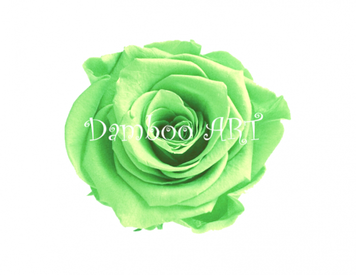 TRANDAFIR VERDE MENTA XS [1]
