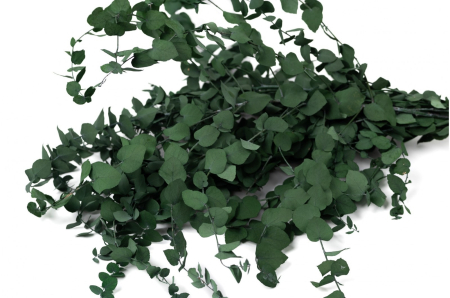 PLANTE NATURALE STABILIZATE - EUCALIPT NATURAL STABILIZAT STUARTIANA