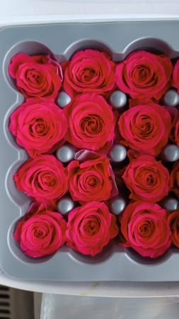 FLORI SI PLANTE - TRANDAFIR CRIOGENAT MINIROZA DARK PINK