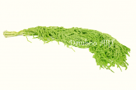 PLANTE NATURALE STABILIZATE - AMARANTHUS NATURAL STABILIZAT - VERDE NEON - 150 GR