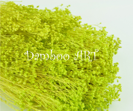FLORI NATURALE CRIOGENATE - Broom Broom Criogenat Premium Verde primavara