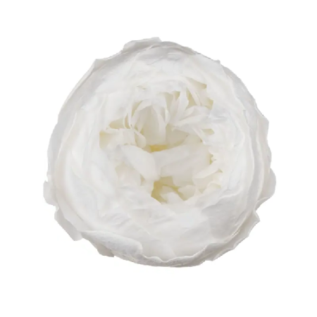FLORI NATURALE CRIOGENATE - BUJOR NATURAL CRIOGENAT XL PREMIUM ALB