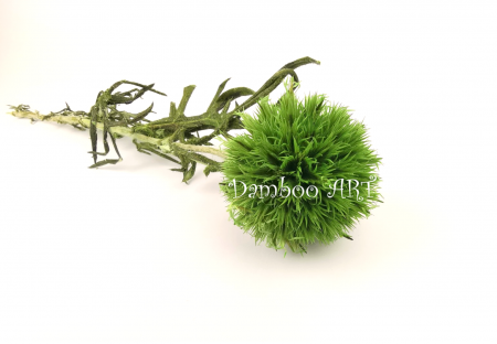 PLANTE NATURALE STABILIZATE - ECHINOPS NATURAL STABILIZAT VERDE DESCHIS