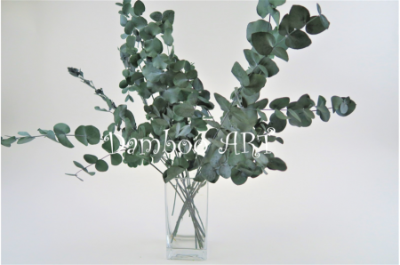 EUCALIPT CINEREA NATURAL STABILIZAT, VERDE-GRI [1]