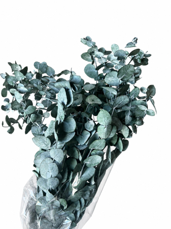 FLORI SI PLANTE - EUCALIPT NATURAL STABILIZAT SPIRAL