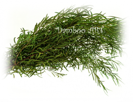 PLANTE NATURALE STABILIZATE - EUCALIPT NICOLY STABILIZAT, VERDE
